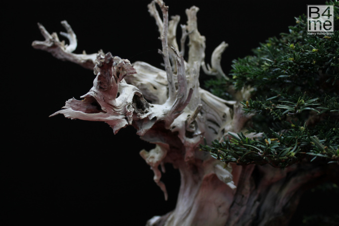 yew deadwood